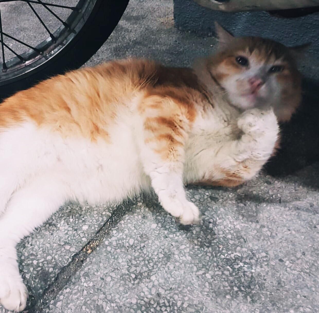 Arabian Mau - HD Wallpaper 