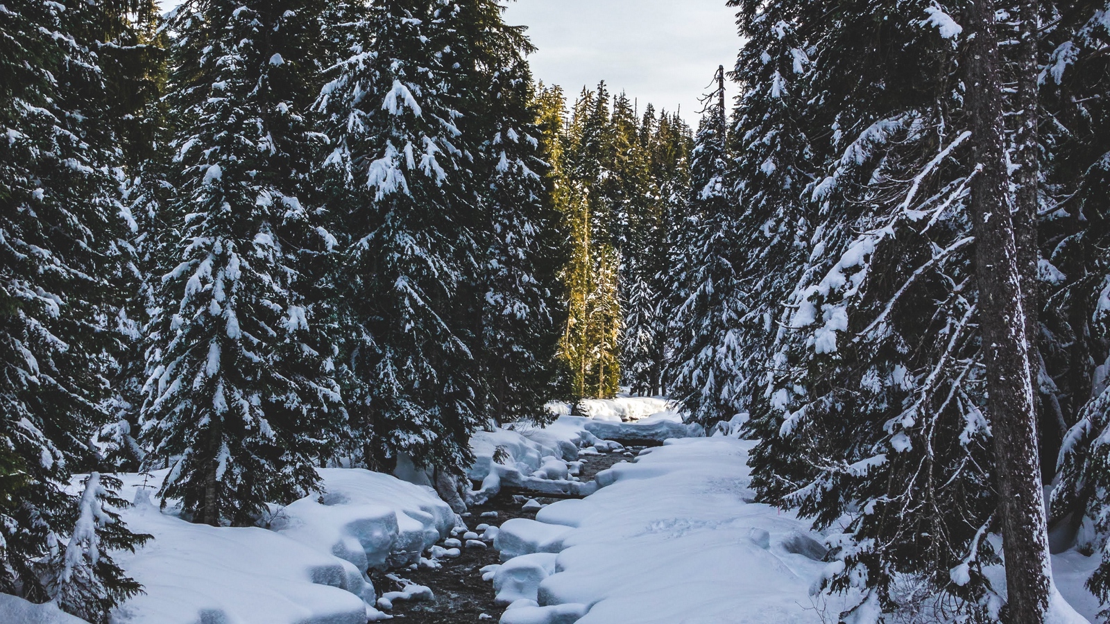 Wallpaper River, Snow, Trees, Pines, Winter - HD Wallpaper 