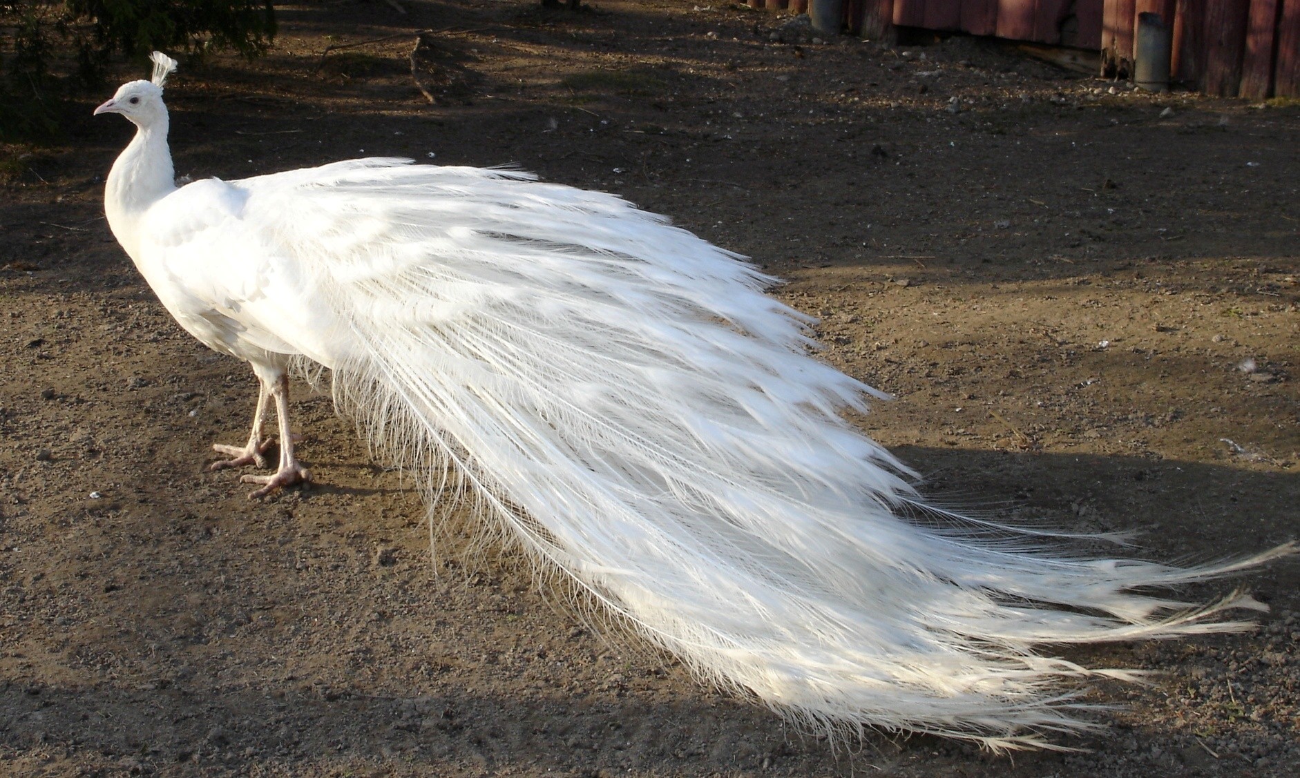 Beautiful White Peacock Bird Image - Peacock Is Our National Bird - HD Wallpaper 