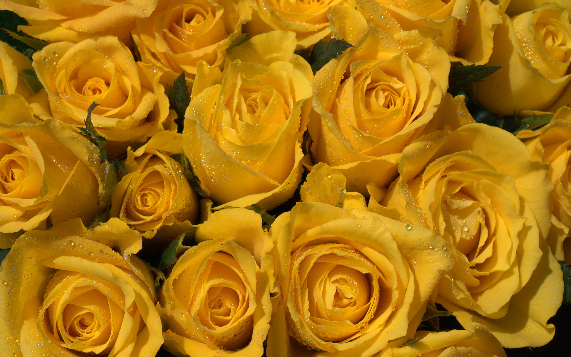 Yellow Roses Background - HD Wallpaper 