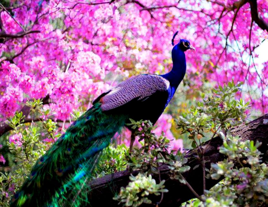 Top 50 Most Beautiful Peacock Pictures & Hd Images - Beautiful Wallpaper Peacock - HD Wallpaper 