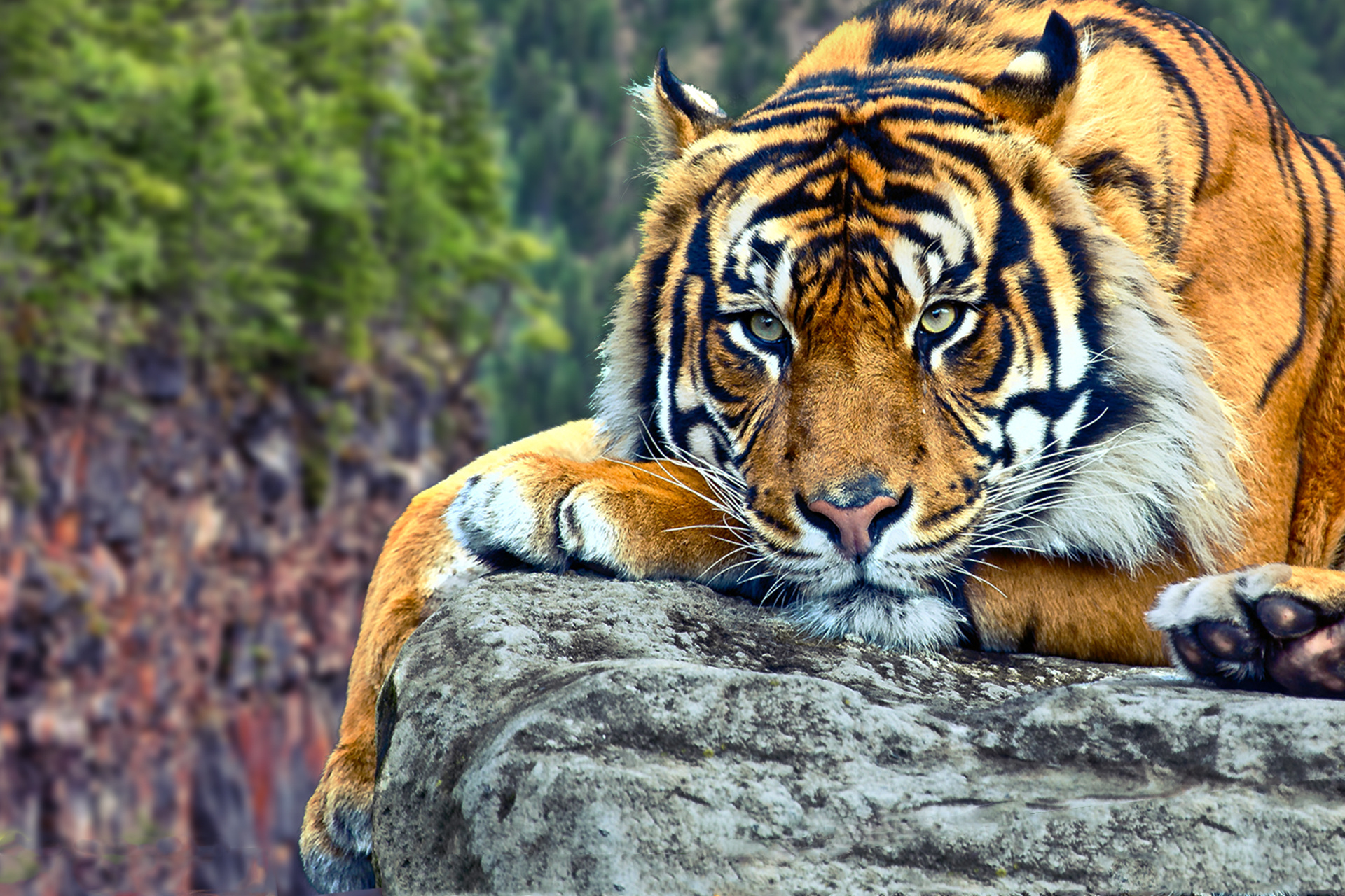 Tiger Wallpaper Hd - HD Wallpaper 