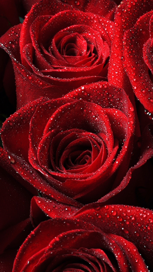 Roses Red Drops Petals Iphone Wallpaper - Beautiful Red Rose - HD Wallpaper 