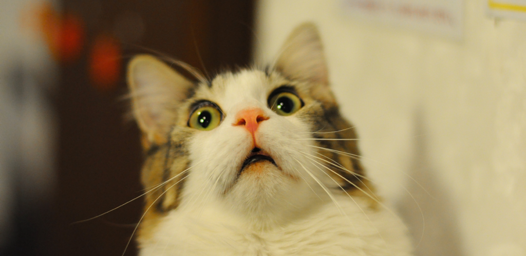 Cat Fart - HD Wallpaper 