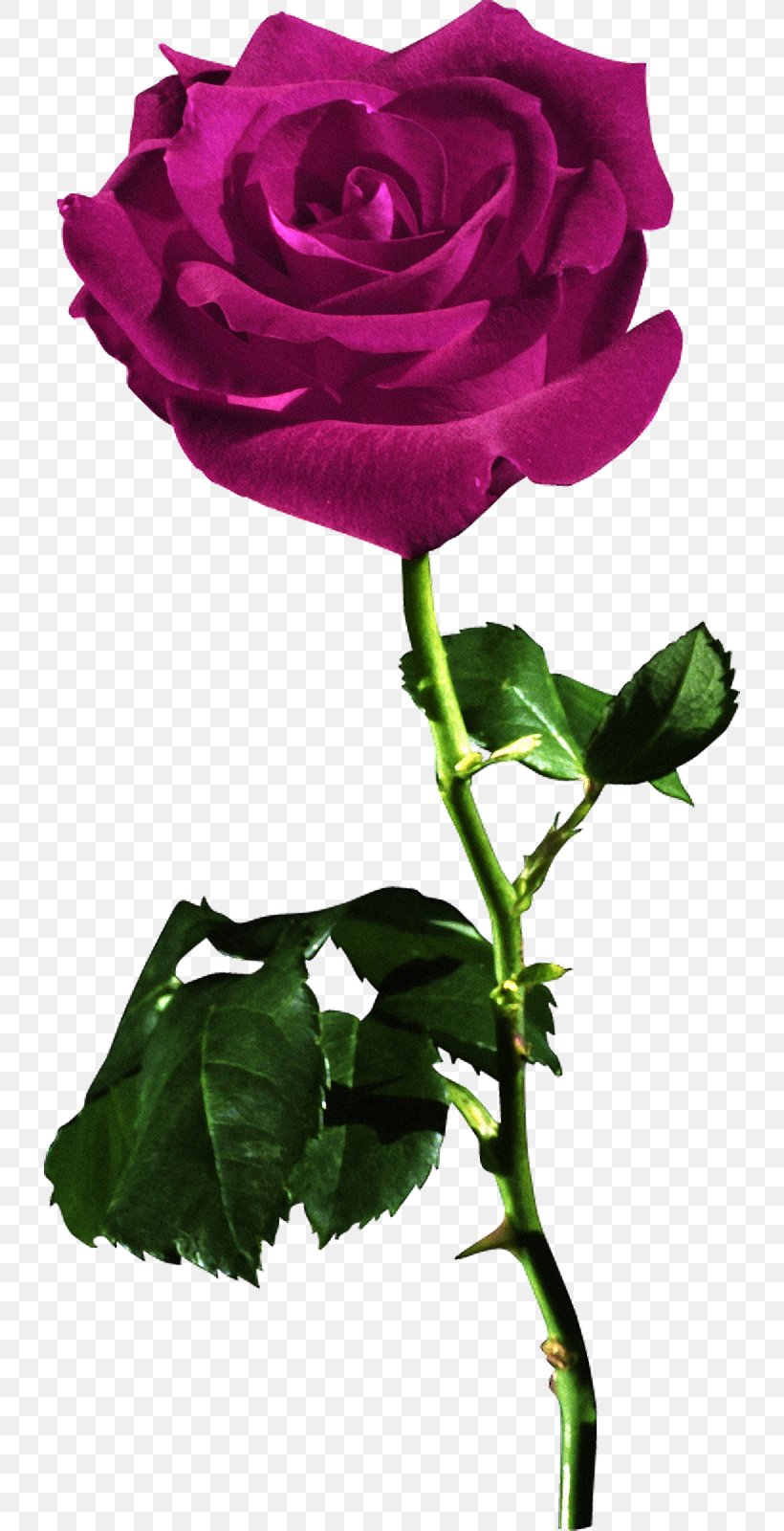 Rose Red Desktop Wallpaper Flower, Png, 728x1600px, - Transparent Background Flower Red Roses - HD Wallpaper 