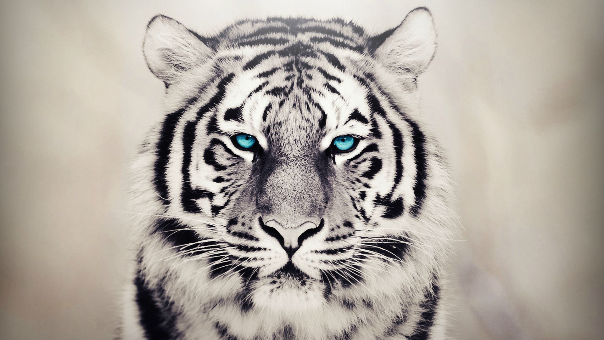 White Tiger Background Pc - HD Wallpaper 