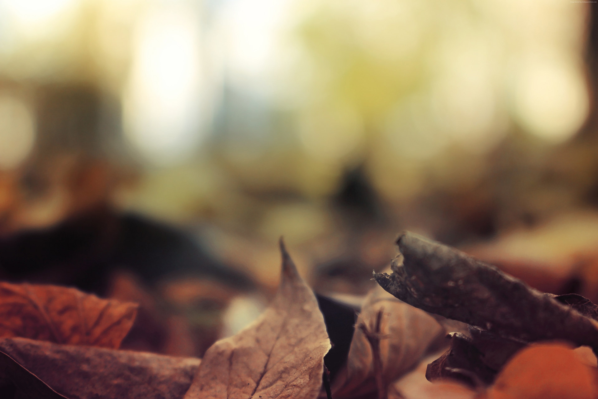 Wallpaper - HD Wallpaper 