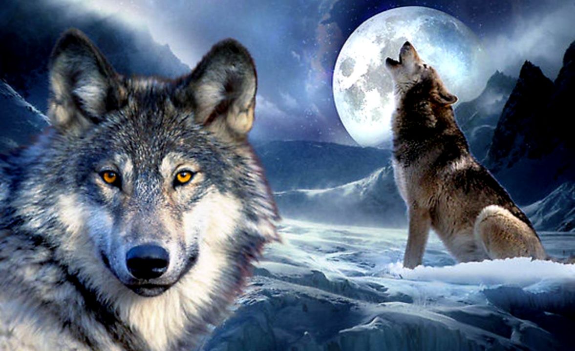 3d Wolf Wallpapers Android Apps And Tests Androidpit - 3d Wolf - HD Wallpaper 