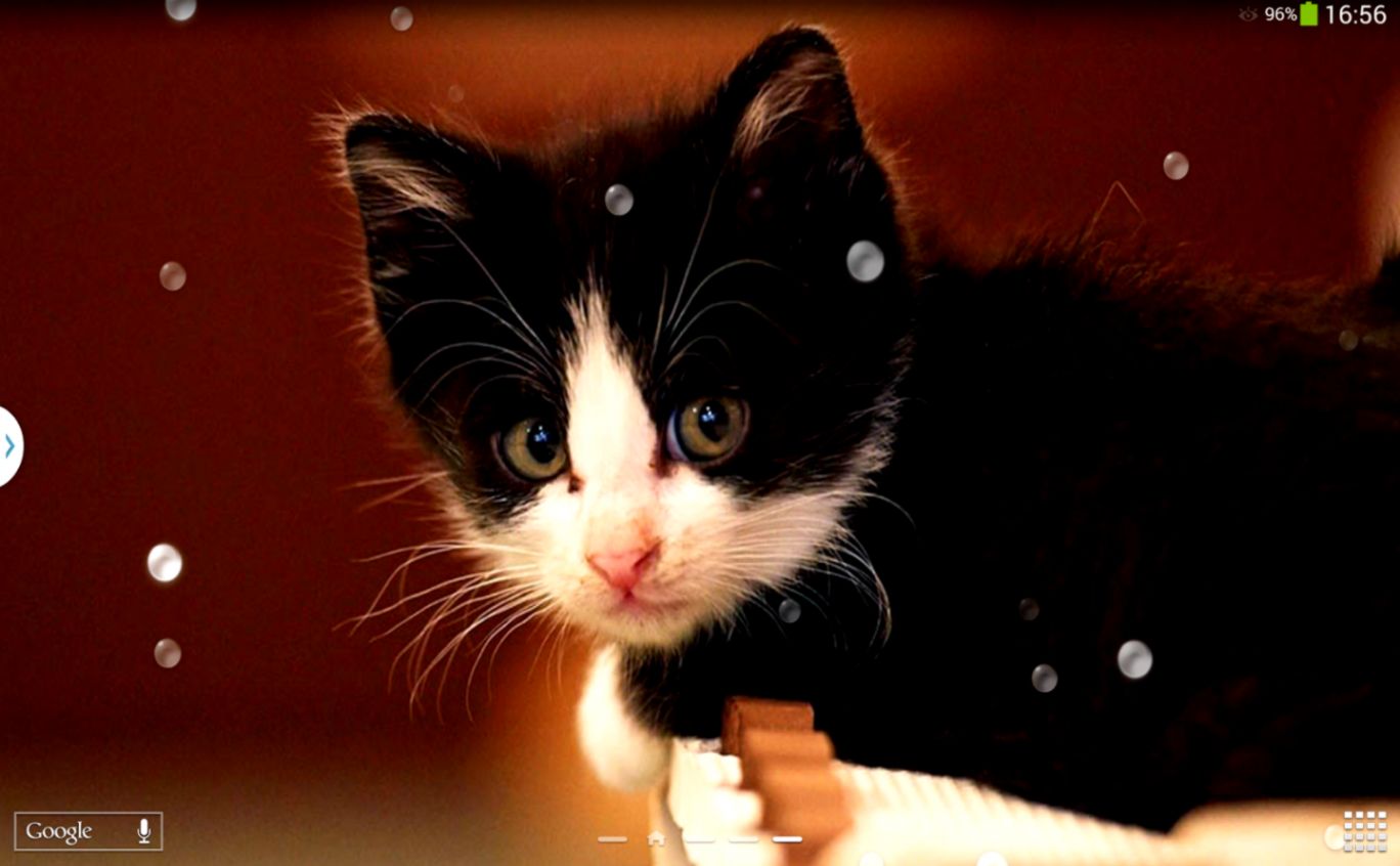 Cute Cats Live Wallpaper App Ranking And Store Data - Black Kitten With White Face - HD Wallpaper 