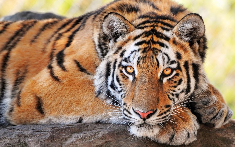 South China Tiger Hd - HD Wallpaper 