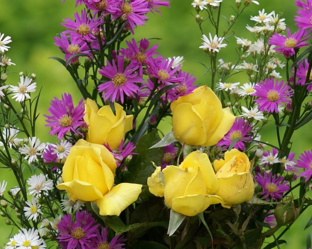 Flores Bonitas - HD Wallpaper 