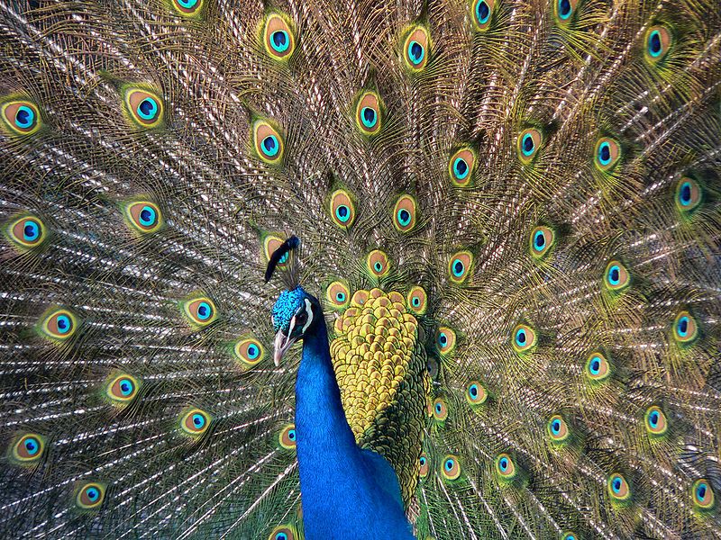 Peacock - Scientific Name Of Peacock - HD Wallpaper 
