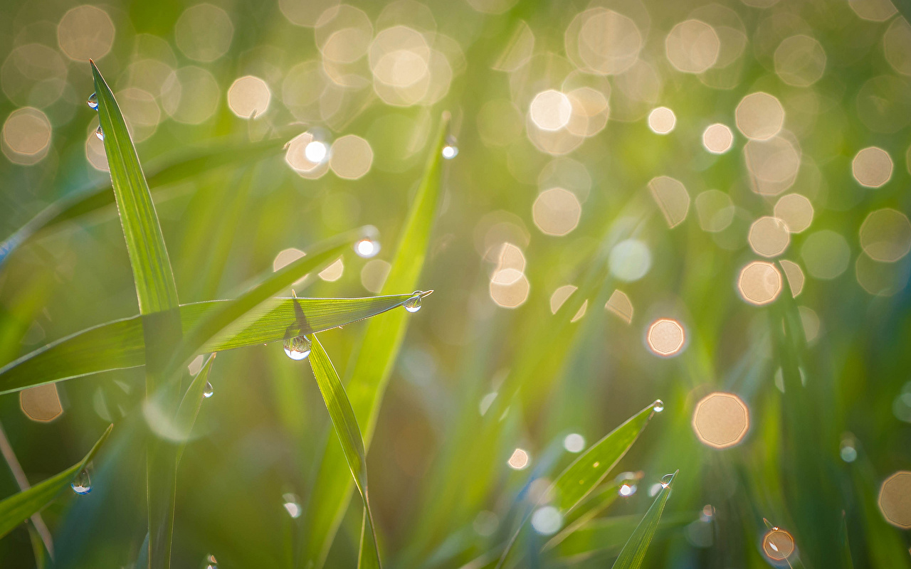 Grass - HD Wallpaper 