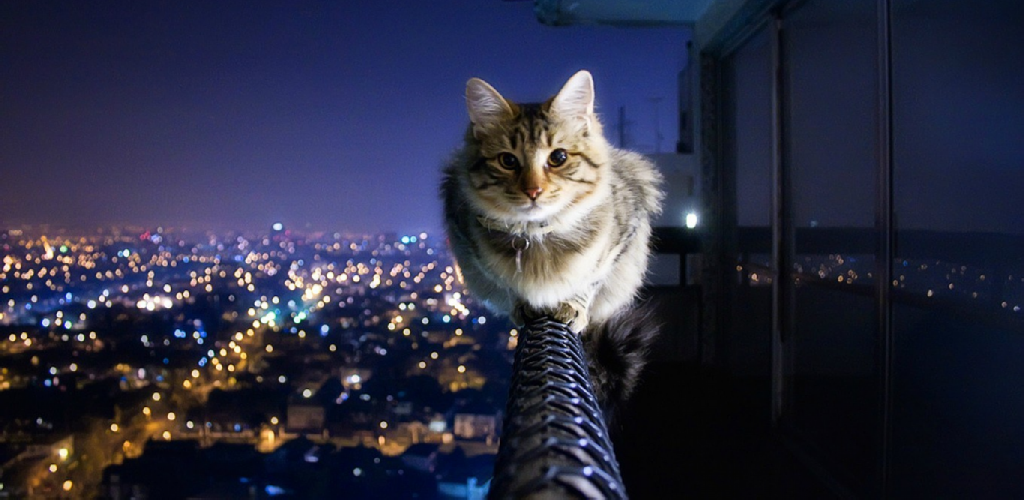 Cat Wallpaper Hd - HD Wallpaper 