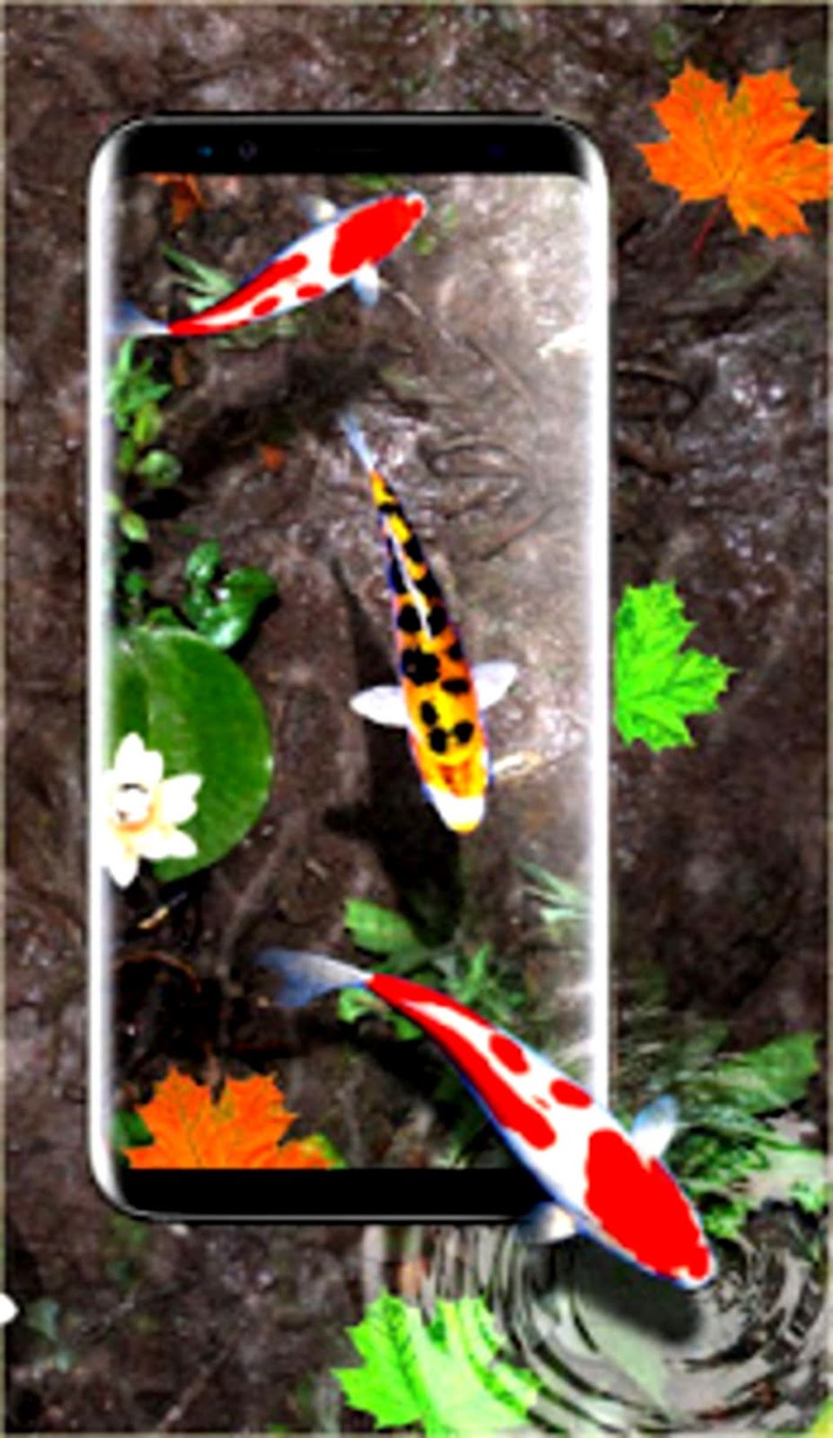 3d Koi Fish Wallpaper Hd 3d Fish Live Wallpapers For - Mobile Live Wallpaper Hd - 927x1600 Wallpaper 3d Koi Fish Wallpaper Hd 3d Fish Live Wallpapers For - Mobile Live Wallpaper Hd - 927x1600 Wallpaper
