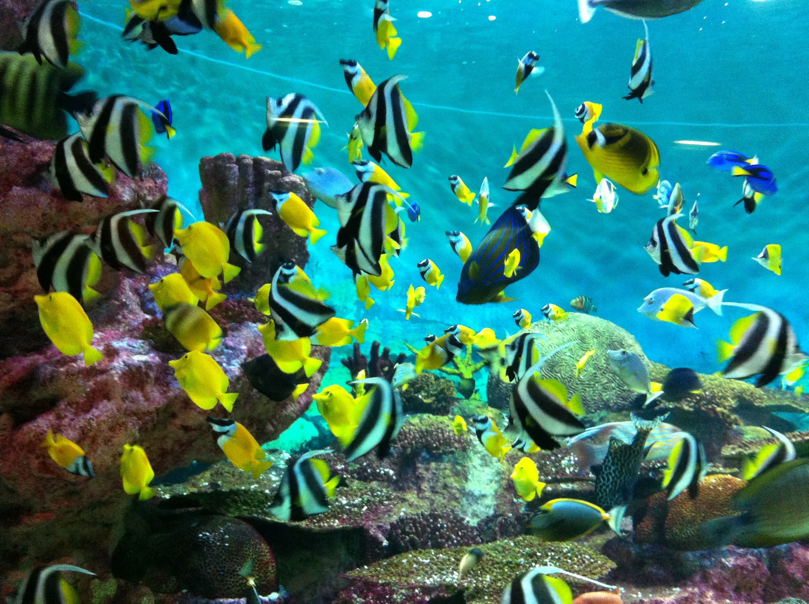 2592x1936, Moving Fish Wallpaper Awesome Aquarium Live - Coex Aquarium In Seoul - HD Wallpaper 