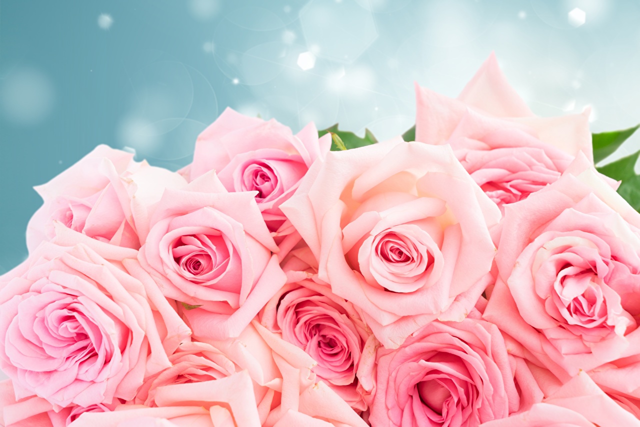 Papel De Parede Rosas Rosa - HD Wallpaper 