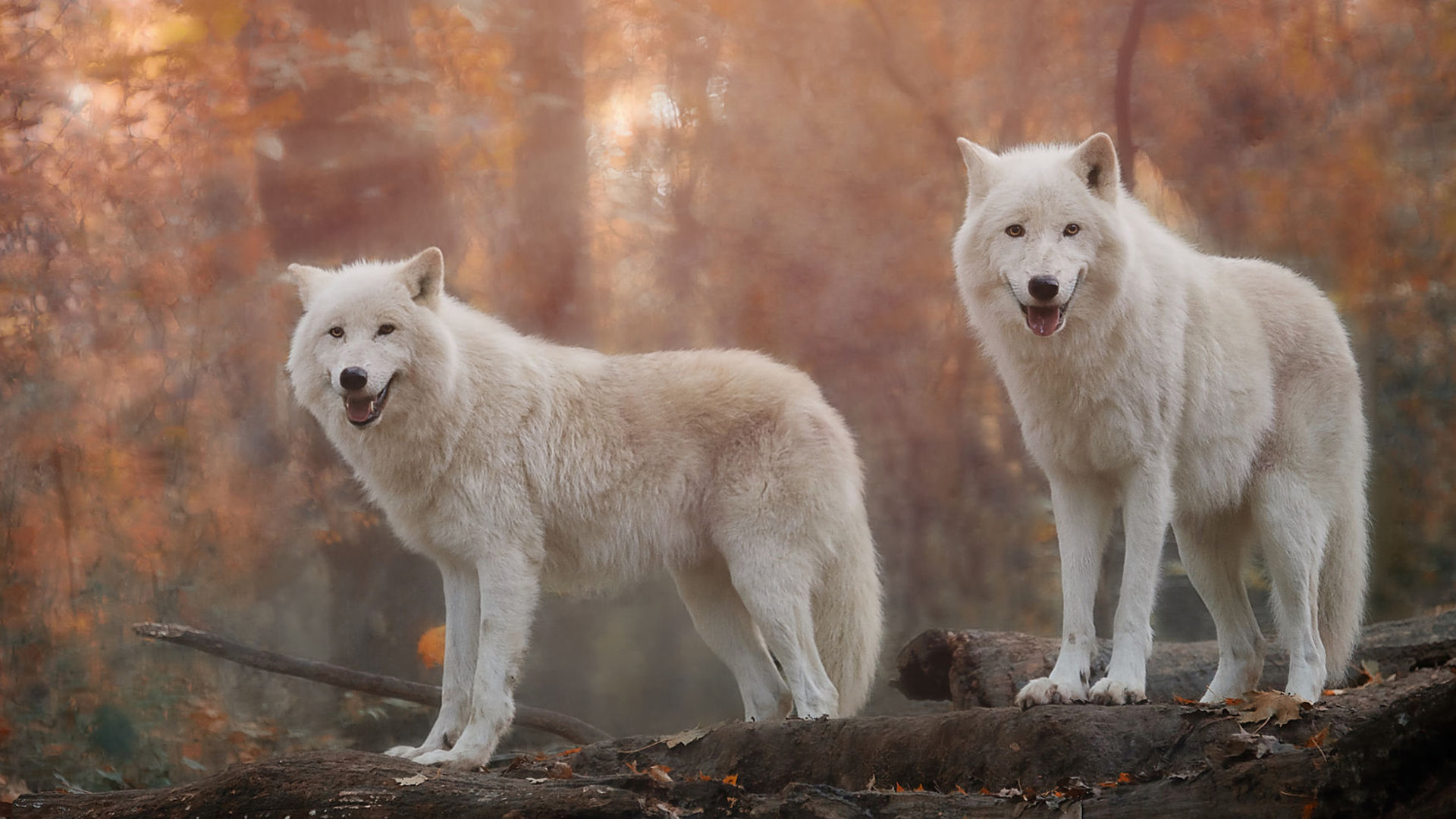 Download 1080p White Wolf Computer Wallpaper Id - Desktop Backgrounds Wolf Wallpaper Hd - HD Wallpaper 