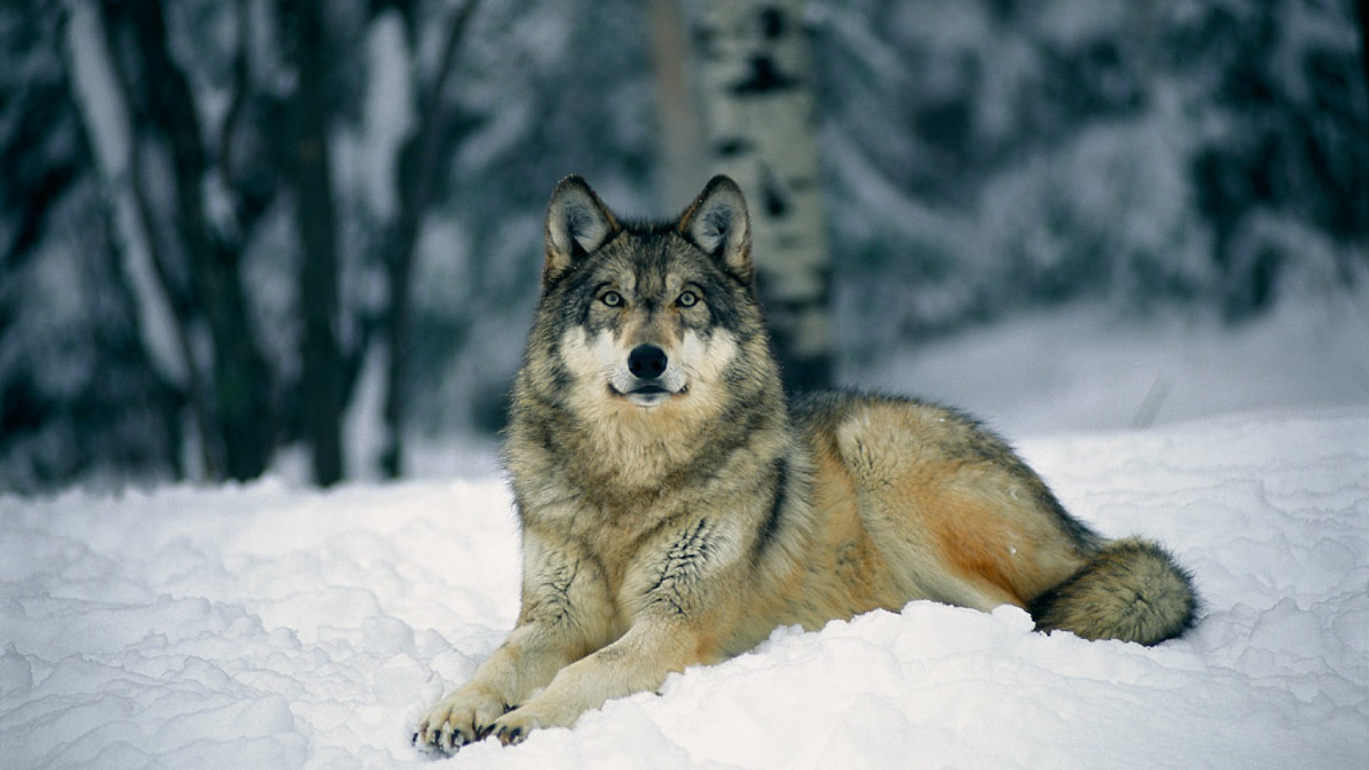 Wolf Wallpapers Hd Wallpaper - Gray Wolf Background - HD Wallpaper 