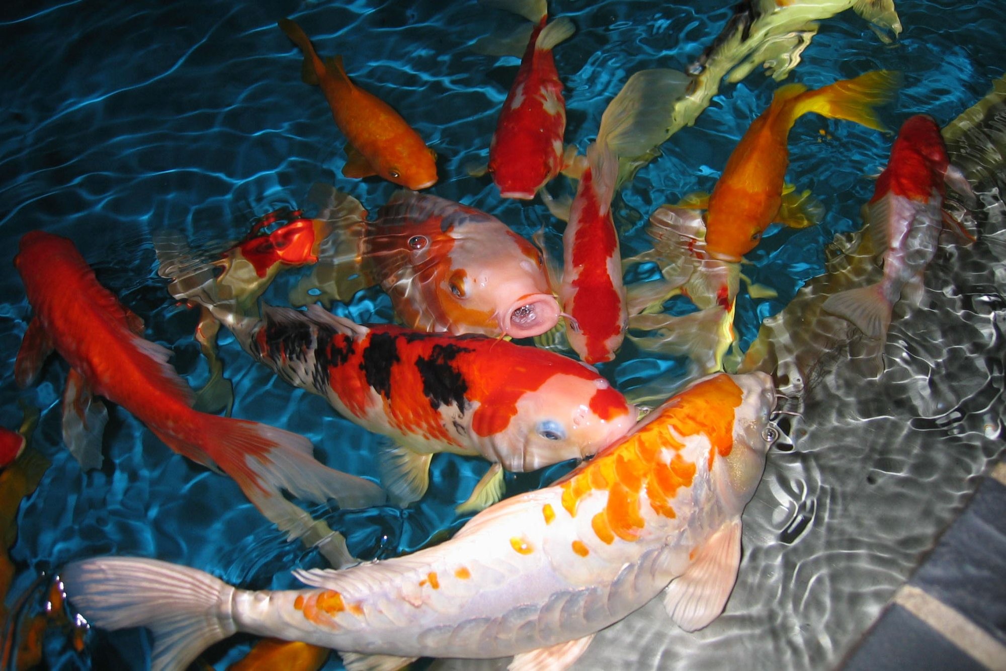 Koi Free Live Wallpaper Android Apps On Google Play - Iphone Koi Fish - HD Wallpaper 