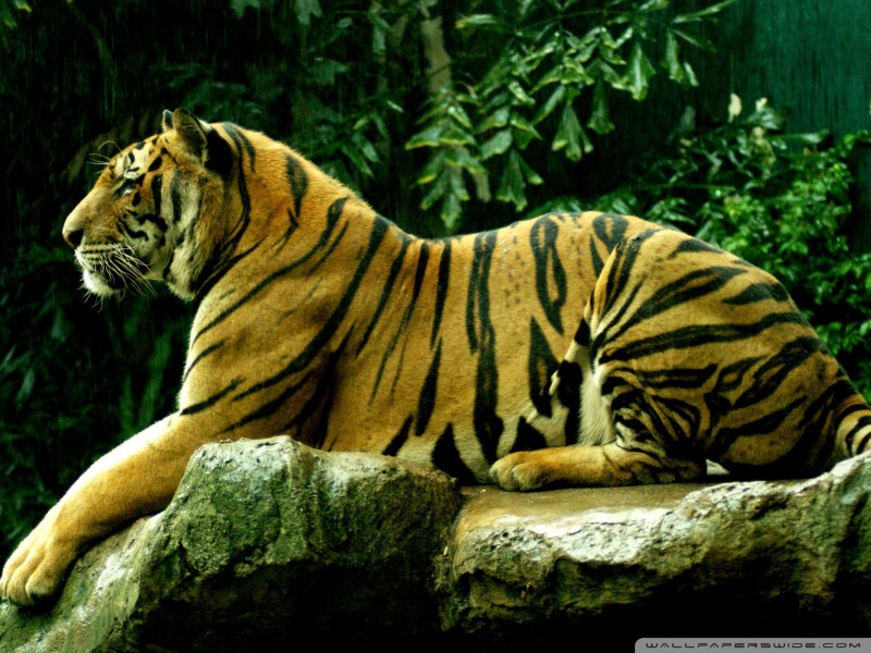 Top 10 Wallpaper Hd 1080p - HD Wallpaper 