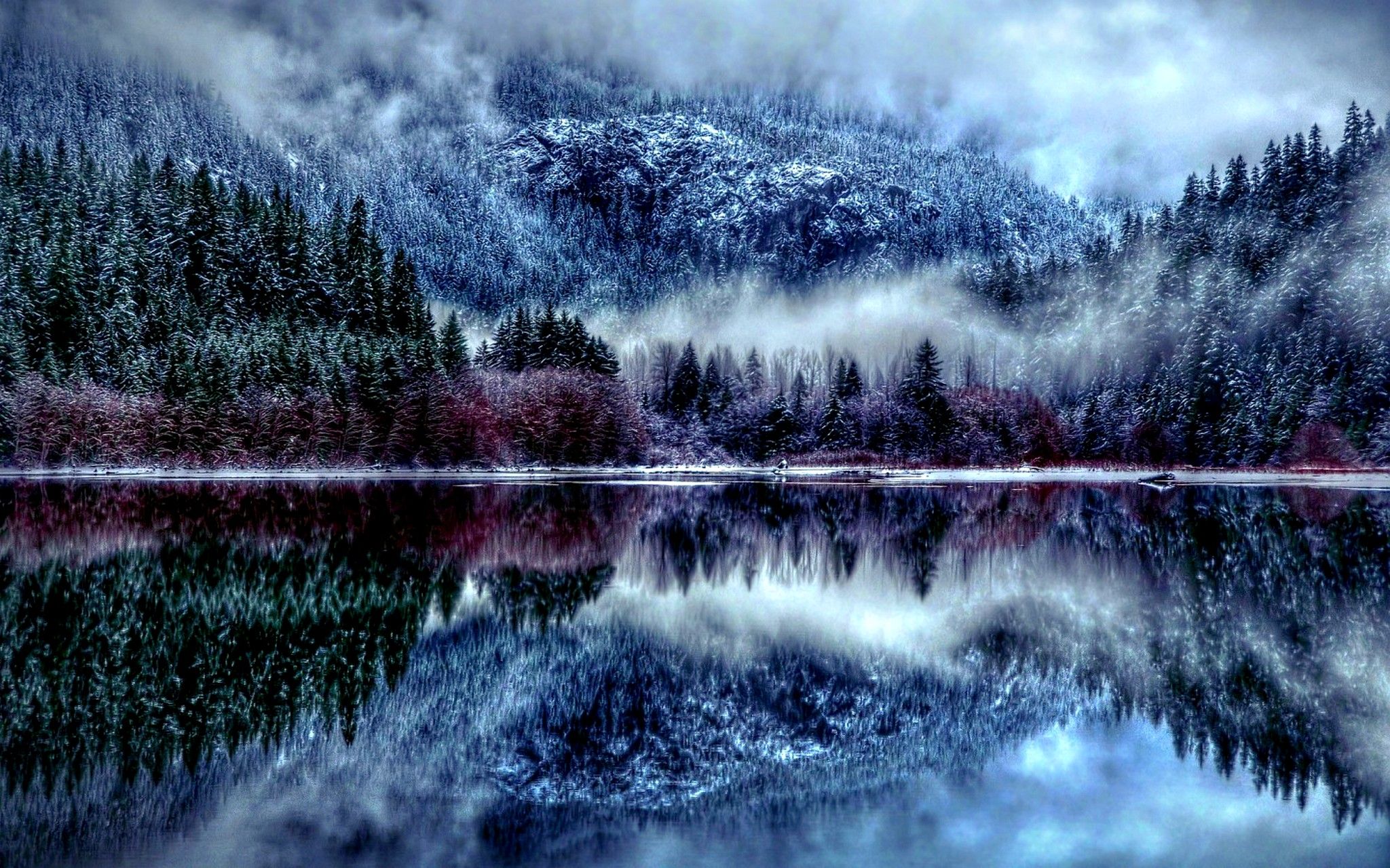 wallpaper winter forest