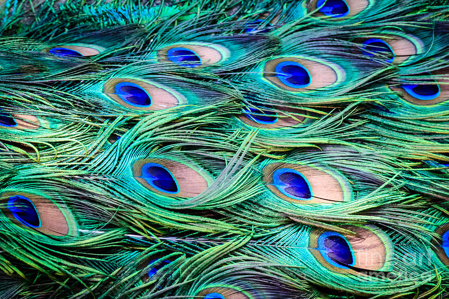 Blue Peacock Feather Background - HD Wallpaper 