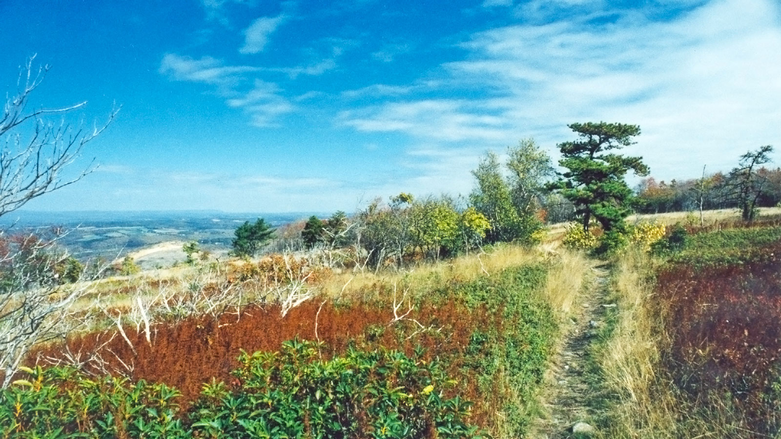 The Appalachian Trail Above Palmerton, Pennsylvania - Grass - HD Wallpaper 