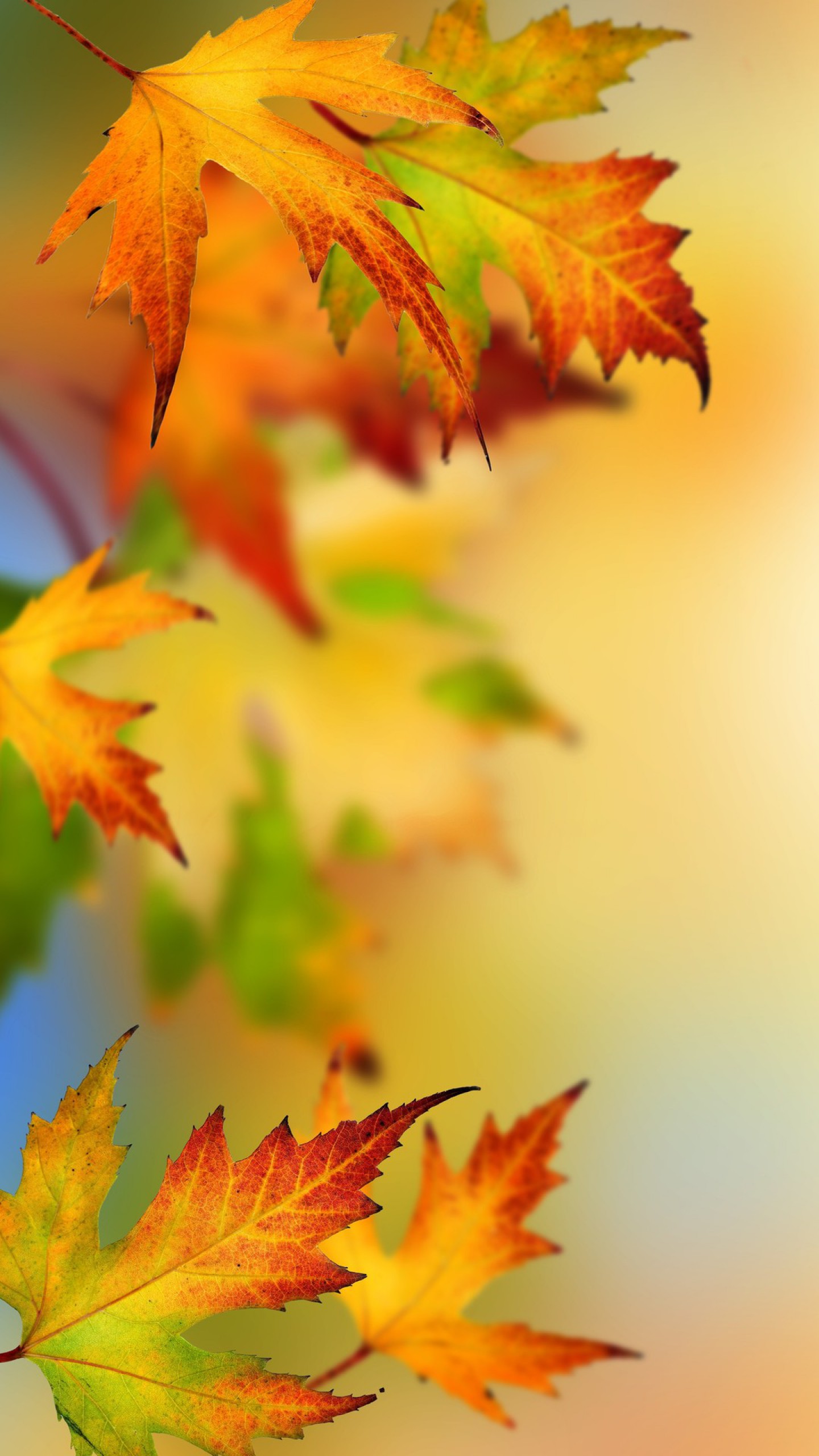 Fall Leaves Wallpaper Hd - HD Wallpaper 