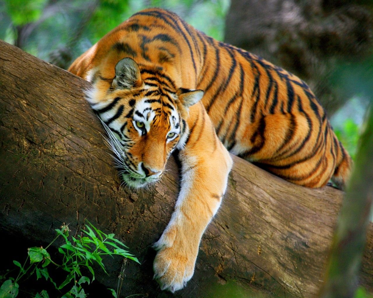 Forest Tree Tiger Leaves Wild Animal 3d Wallpaper Hd - Sita Bandhavgarh National Park - 1280x1024 Wallpaper Forest Tree Tiger Leaves Wild Animal 3d Wallpaper Hd - Sita Bandhavgarh National Park - 1280x1024 Wallpaper