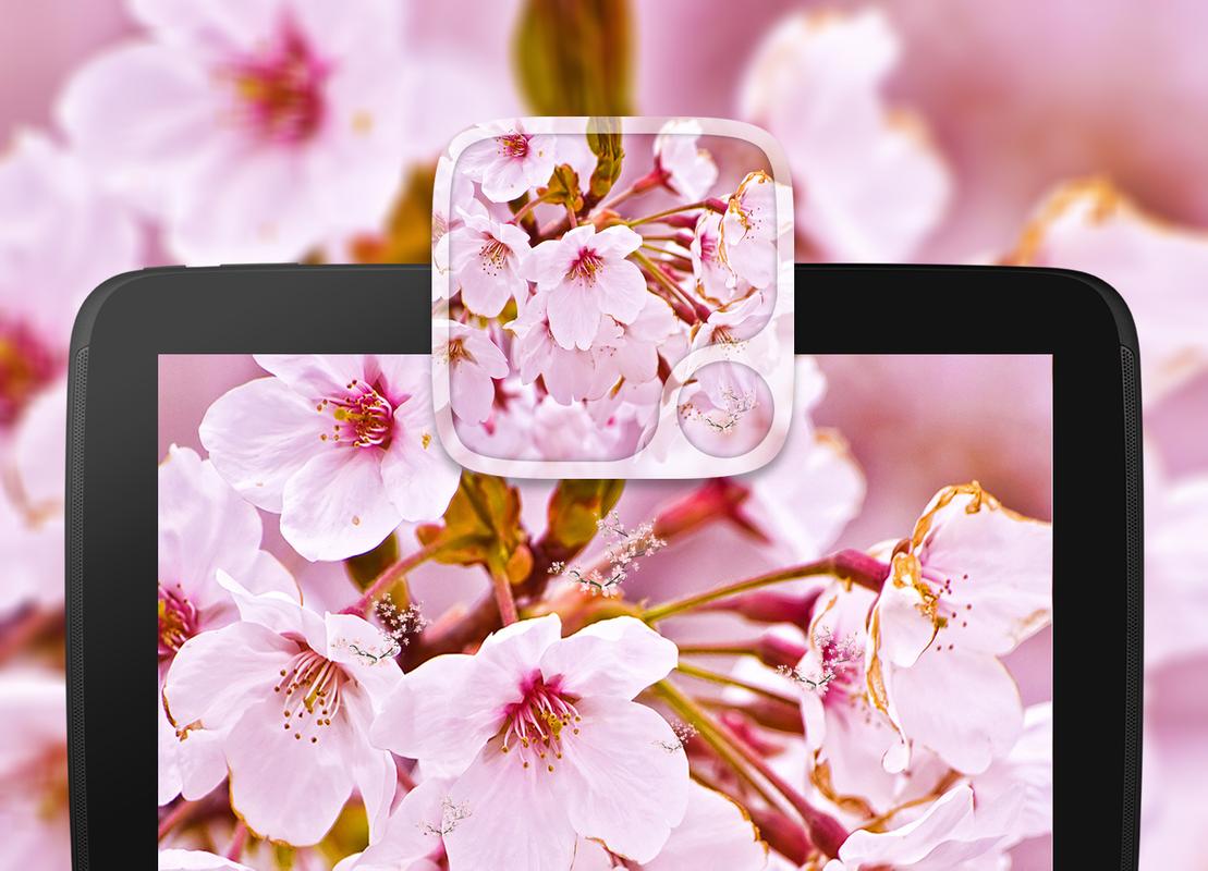 Download Android Apk Sakura Love Live Wallpapers - Hoa Anh Đào Nở Rộ - 1109x800 Wallpaper Download Android Apk Sakura Love Live Wallpapers - Hoa Anh Đào Nở Rộ - 1109x800 Wallpaper