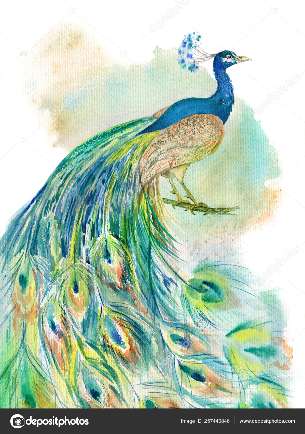 Feather Watercolor Peacock - HD Wallpaper 