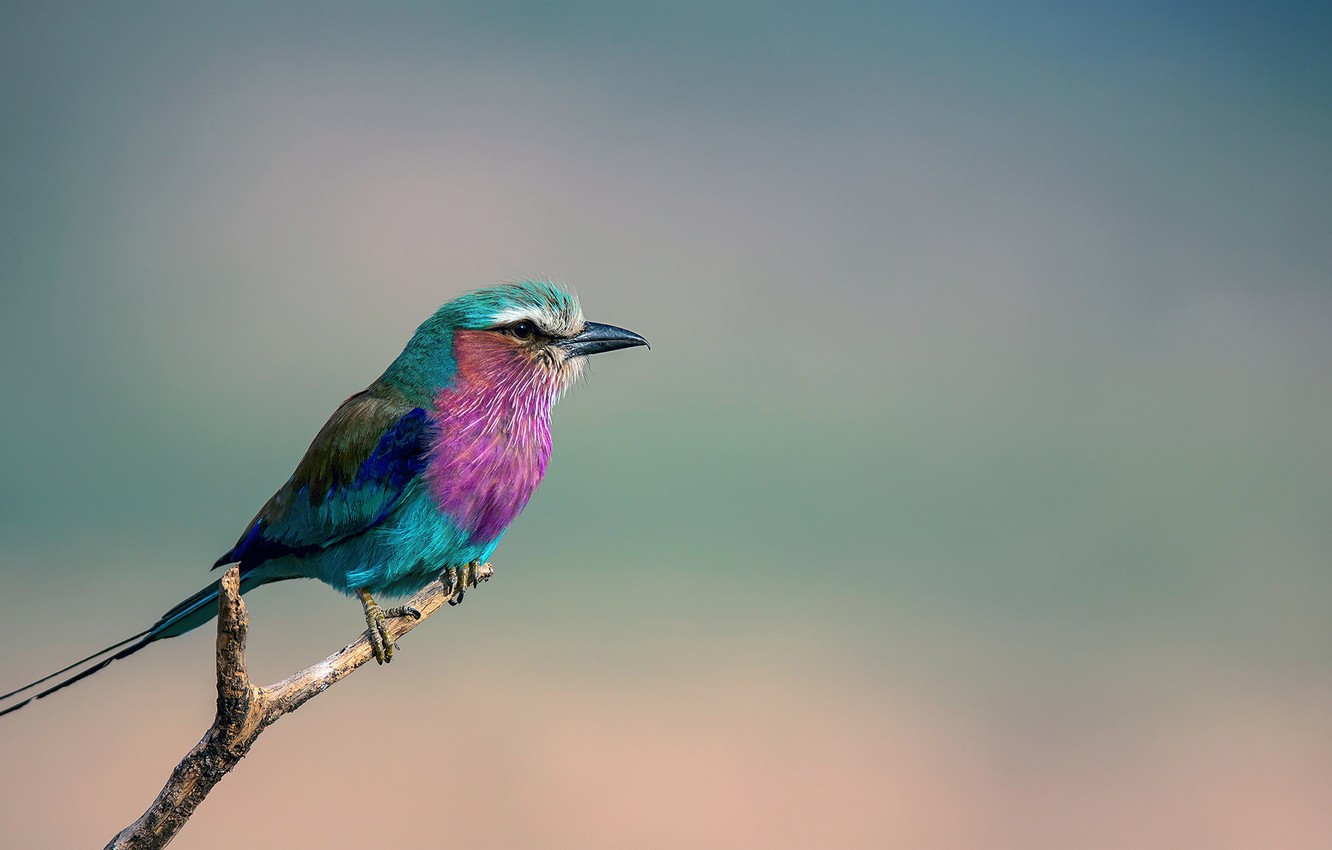 Photo Wallpaper Bird, Branch, Coracias Caudata, Sirenevaya - Lilac Breasted Roller Bird Wallpaper Hd - HD Wallpaper 