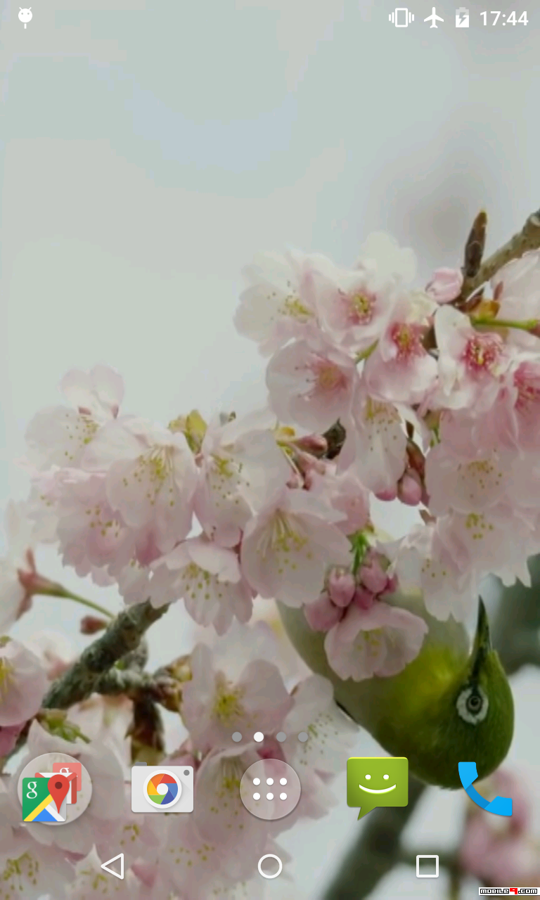 Cherry Blossom - HD Wallpaper 