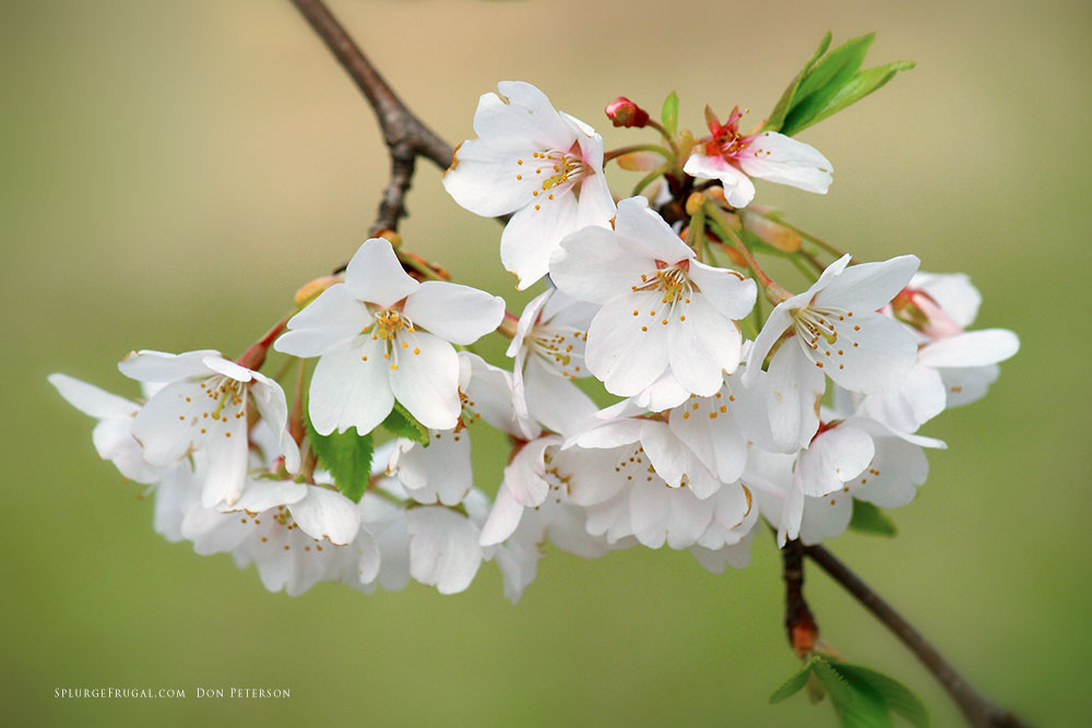 Branch Brook Park - Cherry Blossom - HD Wallpaper 