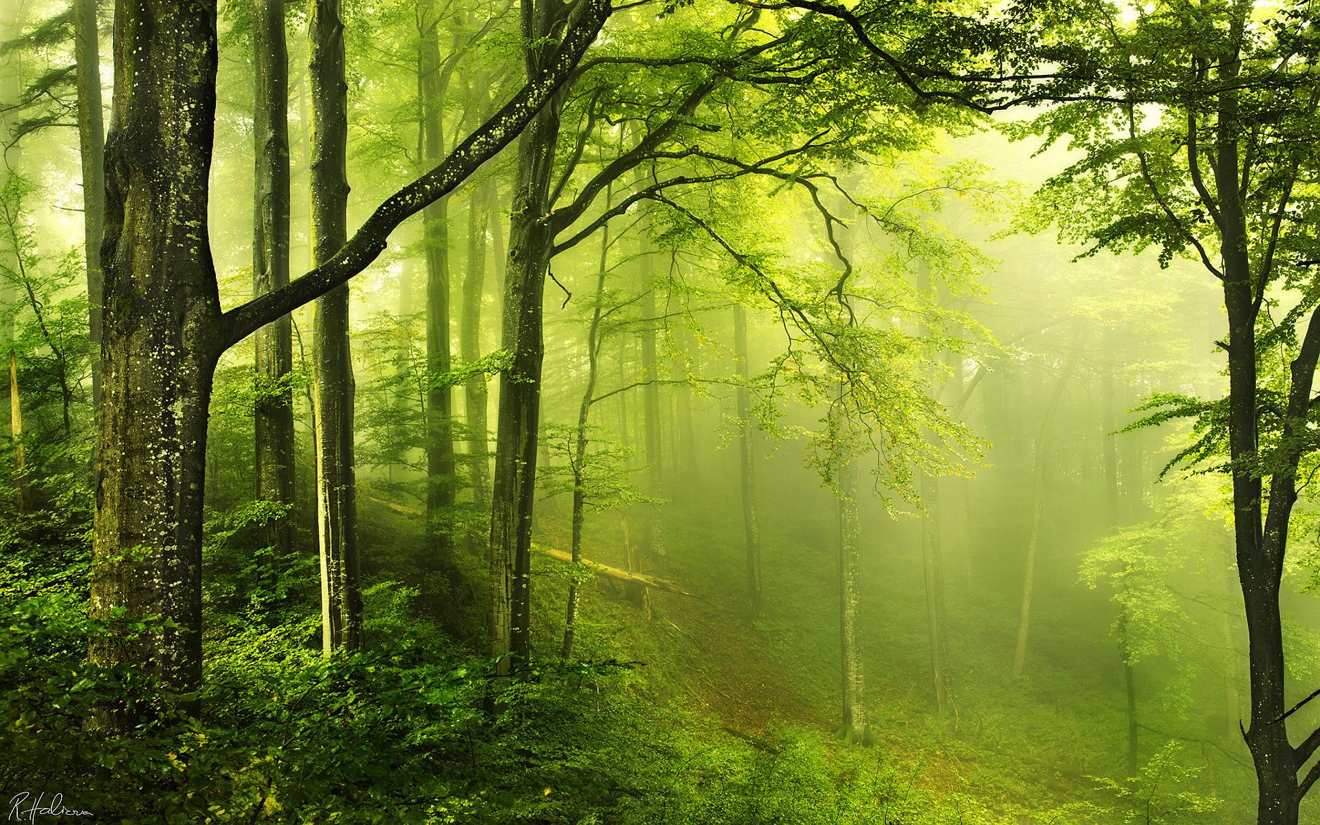 Enchanted Forest Live Wallpaper - Forest Beautiful - 1920x1200 Wallpaper -  