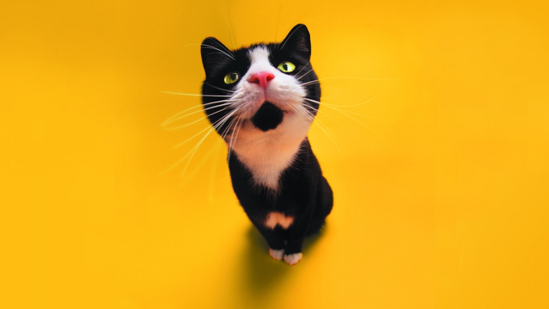 Funny Cat Live Wallpaper Android Apps On Google Play - Black Cat Yellow Background - HD Wallpaper 