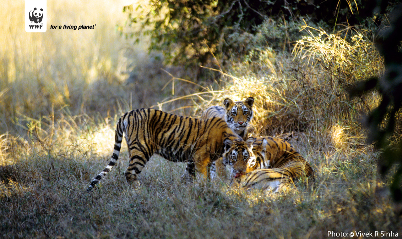 Bengal Tiger - HD Wallpaper 