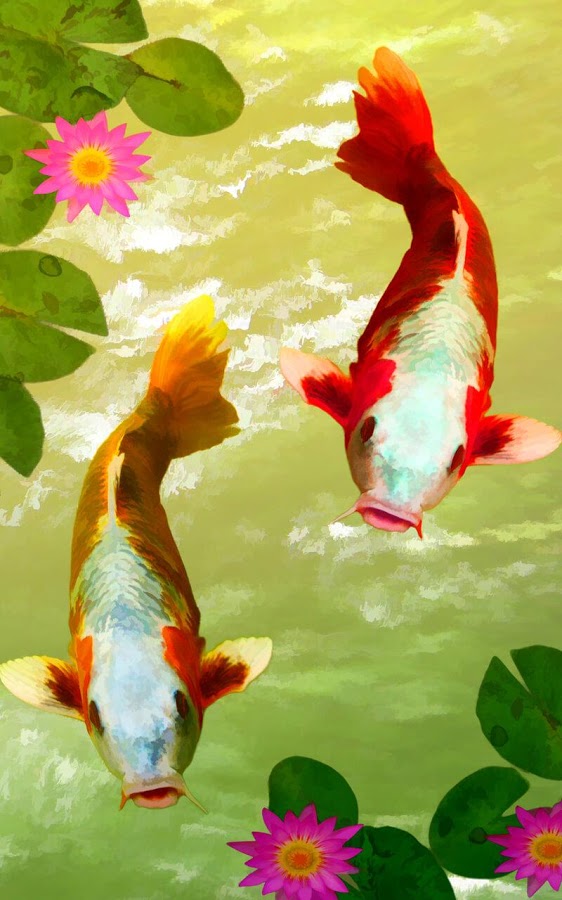 Koi Fish Free Live Wallpaper - Mobile Beautiful Wallpaper Hd - 562x900  Wallpaper 
