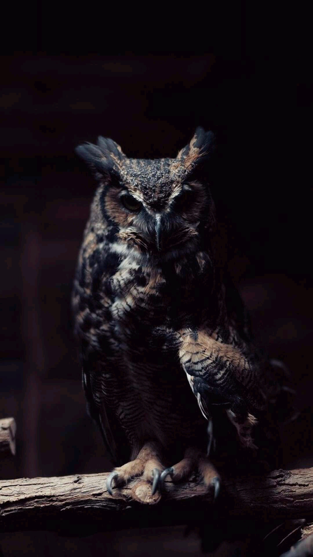 A442 - Owl Hd - HD Wallpaper 
