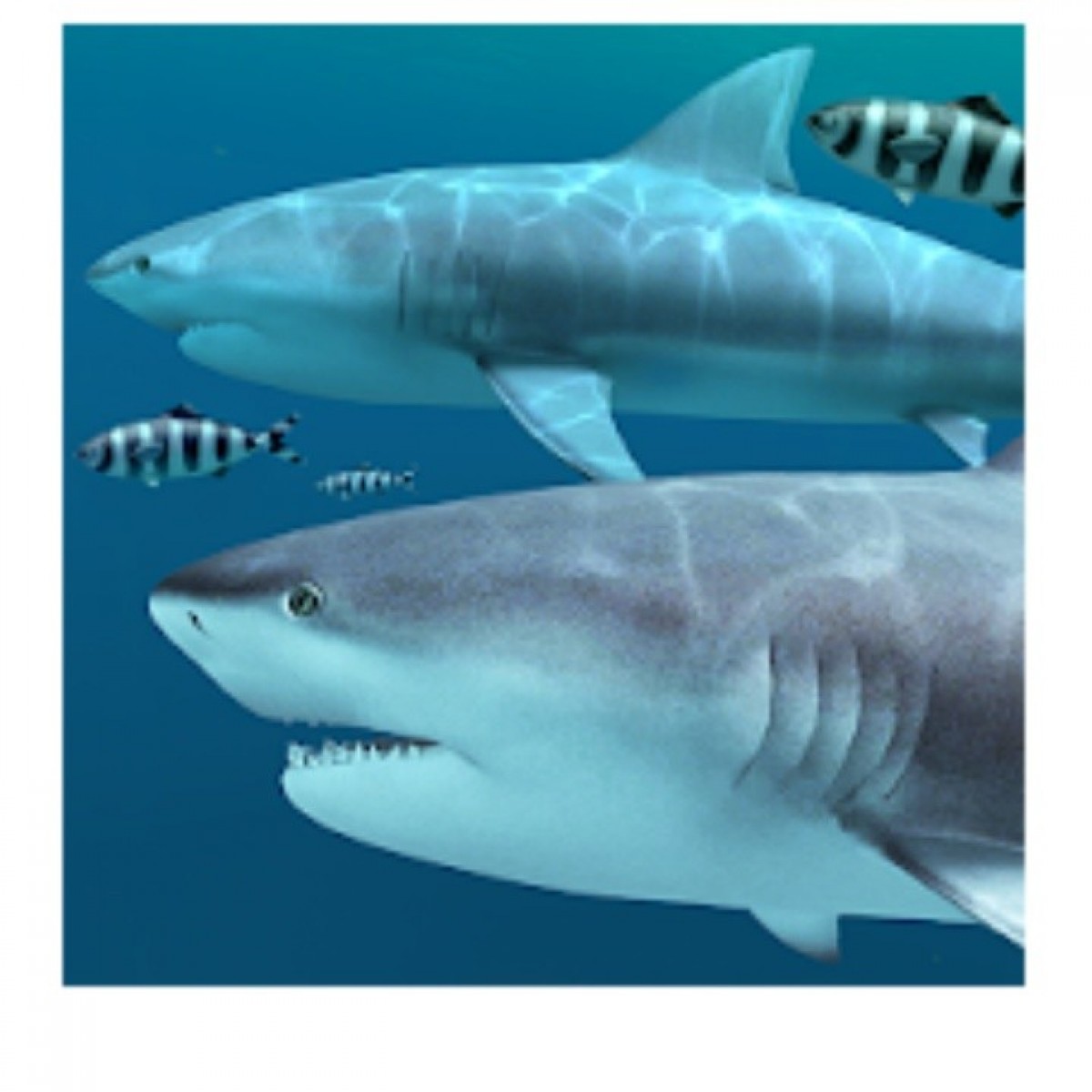 Great White Shark - HD Wallpaper 