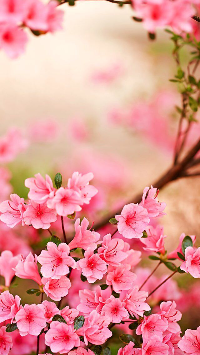 Spring Flower Wallpaper Iphone - HD Wallpaper 
