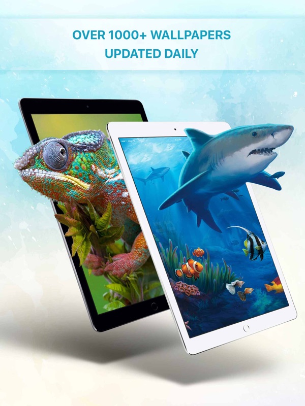 Great White Shark - HD Wallpaper 