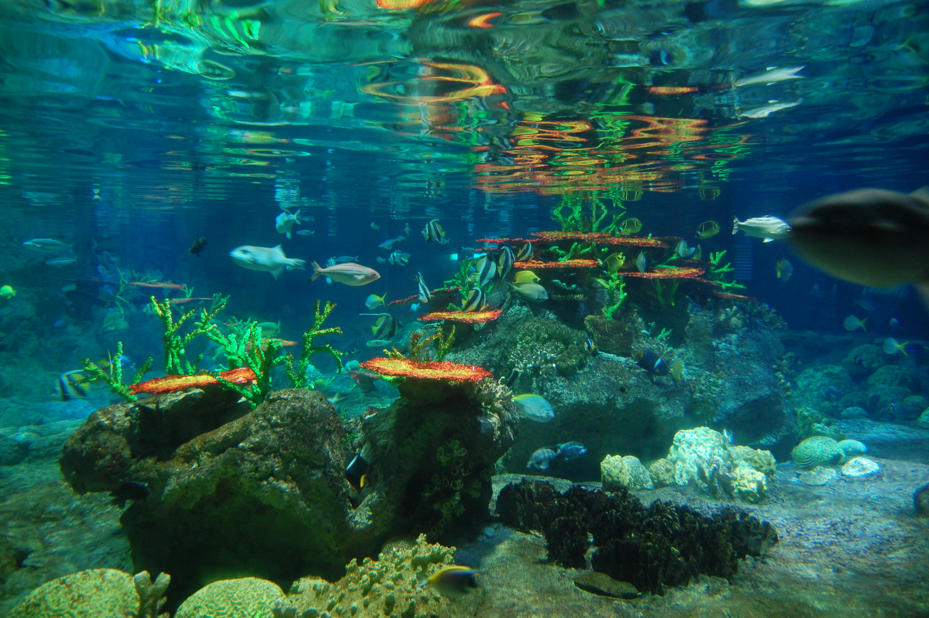 Aquarium In Hk Ocean Park - Live Photos Of The Ocean - HD Wallpaper 