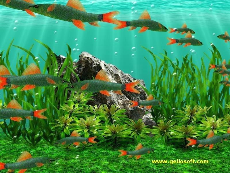 Fish Tank Wallpaper Fish Tank Live Wallpaper Hd Fish - Rainbow Shark Fish - HD Wallpaper 