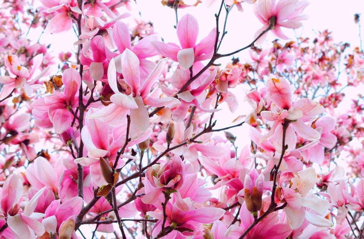 Download Android Apk Spring Magnolia Live Wallpaper - Magnolia Background - HD Wallpaper 