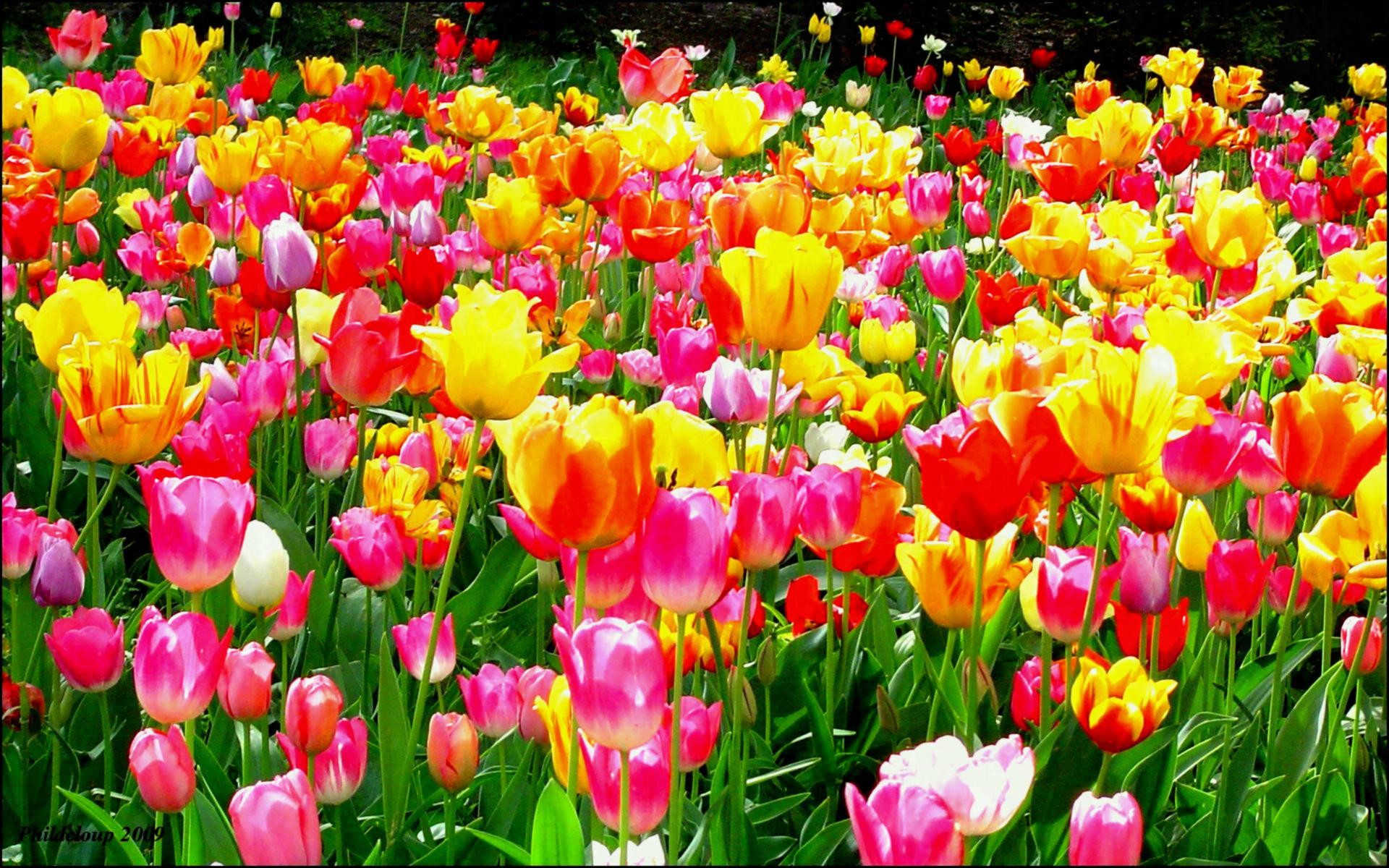 1920x1200, Tulip Flower Garden Wallpaper Eleletsitz - Flowers Garden Images Hd - 1920x1200 Wallpaper 1920x1200, Tulip Flower Garden Wallpaper Eleletsitz - Flowers Garden Images Hd - 1920x1200 Wallpaper