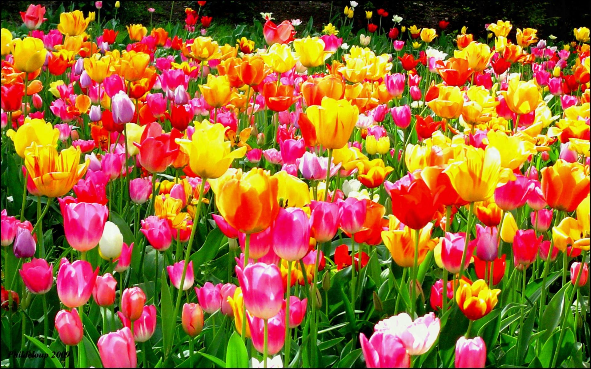 1920x1200, Tulip Flower Garden Wallpaper Eleletsitz - Flowers Garden Images Hd - HD Wallpaper 