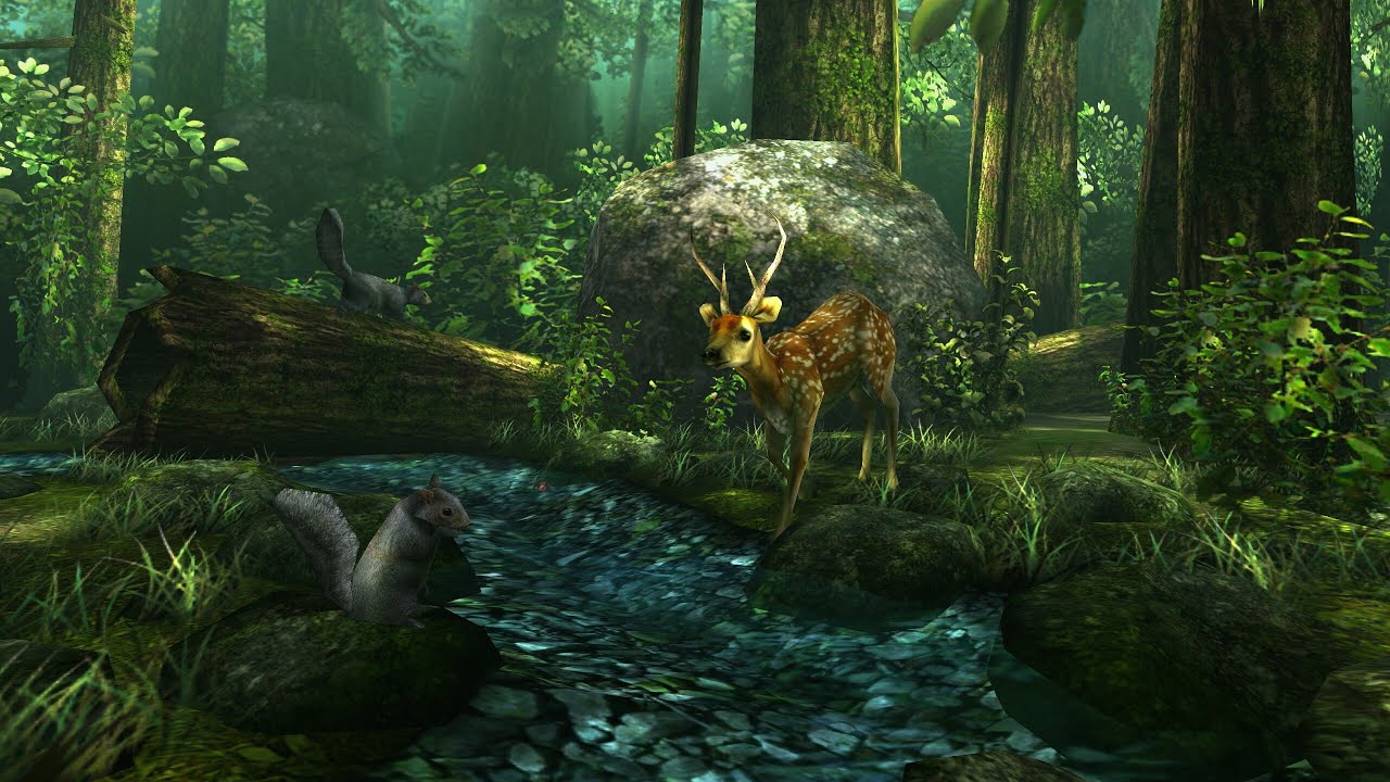 Forest Wallpaper Game - HD Wallpaper 