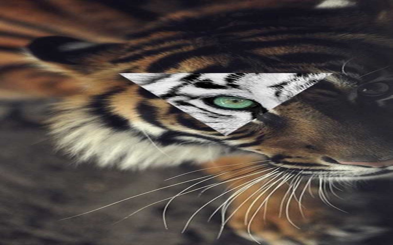 Papel De Parede Tigre - HD Wallpaper 